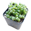 String of Pearls 2 inch | Healthy Succulent String Live Easy Care Indoor House Plant, Fully Rooted in 2/4/6 inch Sizes
