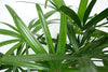 AMERICAN PLANT EXCHANGE Lady Palm Rhapis Excelsa Indoor/Outdoor Air Purifier Live Plant, 6" Pot