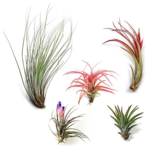 5 Pack Classic Variety Tillandsia Air Plant Assortment - 30 Day Guarantee - Fast Shipping - House Plants - Succulents - Free Air Plant Care Ebook by Jody James