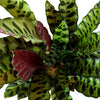 AMERICAN PLANT EXCHANGE Calathea Lancifolia Rattlesnake Prayer Live Plant, 6" Pot, Indoor/Outdoor Air Purifier