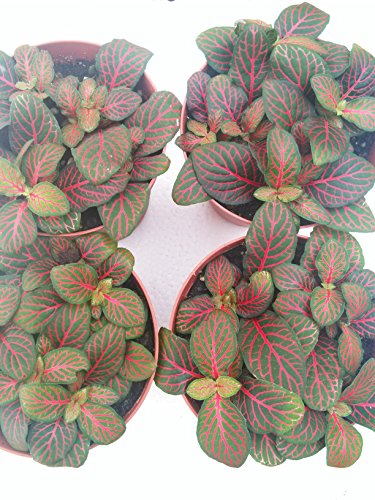 Hirts: House Plants Red Veined Nerve Plant