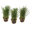 Easy Cat Grass Kit (3 Pack) – Just Add Water. Includes Certified Organic Non GMO Wheatgrass Seed, Fiber Soil, Cups, Chalkboard Labels & Chalk. Your Pets Will Love This.