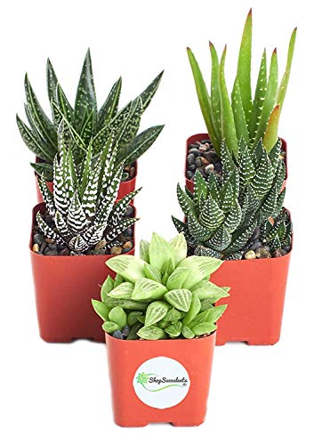 Shop Succulents Haworthia Alluring Live Aloe Hand Selected for Health, Size | Pack of Plants in 2" Pots, Collection of 5