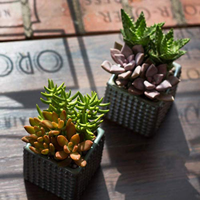 Altman Plants, Live Succulent Plants (20 Pack) Assorted Potted Succulents Plants Live House Plants in Cacti and Succulent Soil Mix, Cactus Plants Live Indoor Plants Live Houseplants in Planter Pots