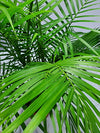 Majesty Palm - 3 Gallon Pot - Overall Height 42" to 48" - Tropical Plants of Florida