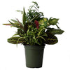 AMERICAN PLANT EXCHANGE Dish Garden Assorted Foliage Live Plant, 6" Pot, Season Selection