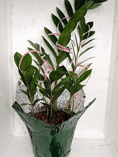 Valentine-cover decorative Rare ZZ Plant - Zamioculcas zamiifolia - Houseplant - 6" Pot-from jmbamboo