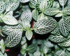 Silver Nerve Plant - Fittonia verschaffeltii - 4" Pot