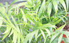 AMERICAN PLANT EXCHANGE Chamaedorea Elegans Victorian Parlour Palm Live Plant, 6" Pot, Indoor/Outdoor Air Purifier