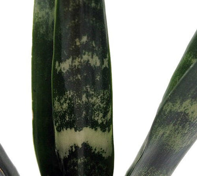 Black Coral Snake Plant - Sansevieria - Almost Impossible to Kill - 4" Pot