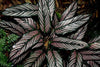 Pin Stripe Calathea - Live Plant in a 4 Inch Pot - Calathea Ornata - Beautiful Easy to Grow Air Purifying Indoor Plant
