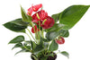 Costa Farms Blooming Anthurium Live Indoor Plant 12 to 14-Inches Tall, Ships in White Ceramic Planter, Gift, Fresh From Our Farm or Home Décor