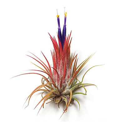 Air Plant Shop's Tillandsia Ionantha - 5 Pack - Free PDF Air Plant Care eBook with Every Order - 5 Pack Air Plant Variety - Fast Shipping from Florida