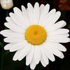 Non GMO Bulk Ox-Eye Daisy Seeds Chrysanthemum leucanthemum (1/2 Lb) 429,500 Seeds
