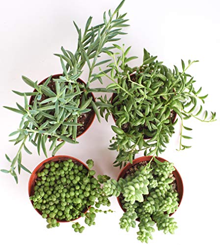 Shop Succulents | Hanging Live Succulent Plants, Hand Selected Pearls, Bananas, String of Fishhooks & Burrito Sedum Variety in 4" Grow Pots | Collection of 4, 4 inch