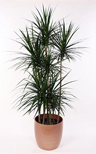 Madagascar Dragon Tree - Dracaena marginata - 6" Pot - Easy to Grow House Plant