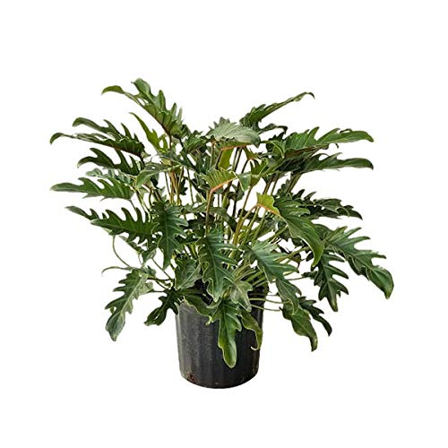 PlantVine Philodendron 'Xanadu' - Large - 8-10 Inch Pot (3 Gallon), Live Indoor Plant