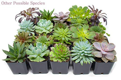 Succulent Plants (5 Pack), Fully Rooted in Planter Pots with Soil - Real Live Potted Succulents / Unique Indoor Cactus Decor by Plants for Pets