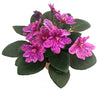 Miniature African Violet - 1 Plant/2" Pot - Great for Terrariums/Fairy Gardens