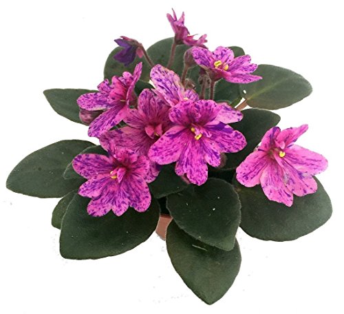 Miniature African Violet - 1 Plant/2