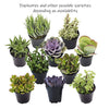 Altman Plants, Beloved Succulent Plants Collection (4 Pack) 2.5" Potted Succulents Plants Live House Plants, Cactus Plants Live Indoor Plants Live Houseplants in Pots with Cacti and Succulent Soil