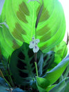 *Two Green Prayer Plant - Maranta - Easy to Grow - 4" Pot - Easter Plant