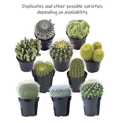 Altman Plants Assorted Live Cactus Collection mini real cacti for planters or gifts, 2.5 Inch,4 Pack