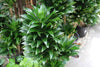 Dracaena Janet Craig - Live Plant in a 8 Inch Pot - Dracaena Deremensis 'Janet Craig' - Beautiful Low Light Indoor Houseplant
