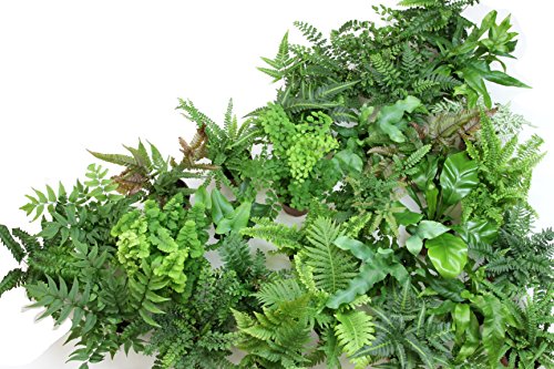Fern Variety Pack (4 Plants) (4