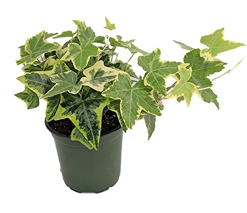 Gold Child English Ivy - Hardy Groundcover/House Plant - Sun or Shade - 4