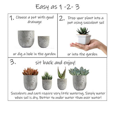 Altman Plants Assorted Live Cactus Collection mini real cacti for planters or gifts, 2.5 Inch,4 Pack
