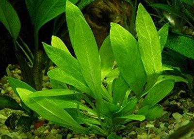Greenpro Echinodorus Bleheri | Amazon Sword Paniculatus Potted Live Aquarium Plants for Aquatic Freshwater Fish Tank