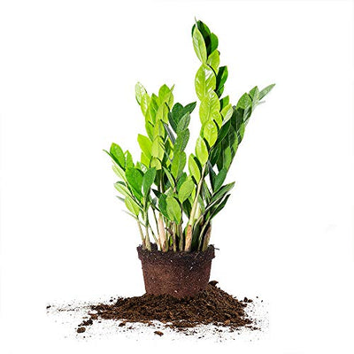 Perfect Plants ZZ Plant - 6 in. Growers Pot | Zamioculcas Zamiifolia | 17in Tall | Easy Care Houseplant | Perfect for Moderate to Bright Light Conditions (6 in Grower's Pot)