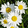 Non GMO Bulk Ox-Eye Daisy Seeds Chrysanthemum leucanthemum (1/2 Lb) 429,500 Seeds