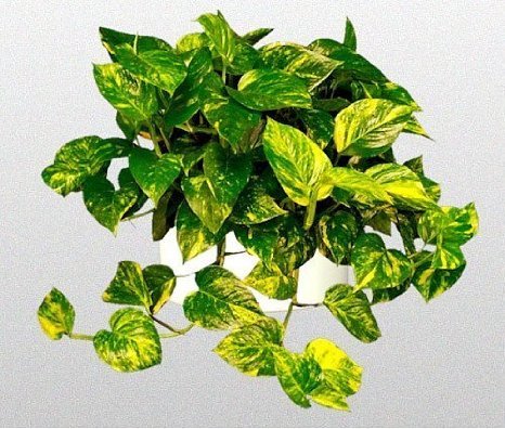 Golden Devil's Ivy - Pothos - Epipremnum - 6