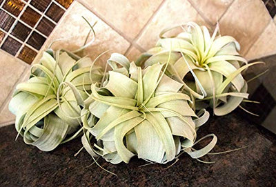 1 Tillandsia Xerographica Air Plant | Live Tropical Houseplant Decor for Terrarium Holder / Wedding Favors | Large Exotic Airplant by Plants for Pets