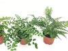 Fern Variety Pack (4 Plants) (4" Pots)