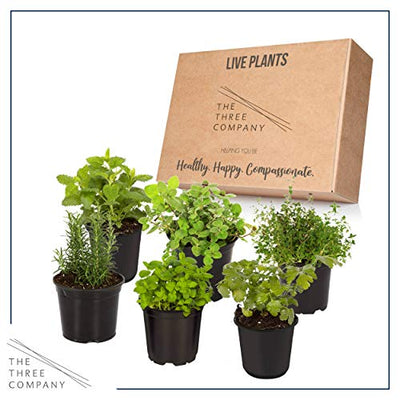 The Three Company 4" Assorted Herbs (6 Per Pack) (Rosemary, Oregano, Lavender, Thyme, Chamomile, Lemon Balm), Aromatic and Edible
