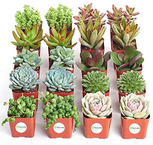 Shop Succulents | Assorted Collection | Variety Set of Hand Selected, Fully Rooted Live Indoor Succulent Plants, 20-Pack B