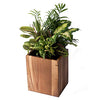 AMERICAN PLANT EXCHANGE Dish Garden Assorted Foliage Live Plant, 6" Pot, Season Selection