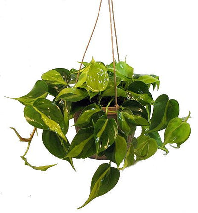 Brazil Philodendron 6" Hanging Basket - Low Light - Easy