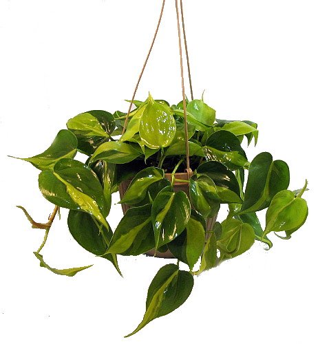 Brazil Philodendron 6 Hanging Basket - Low Light - Easy - MiamiJungle