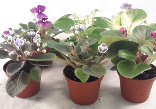 Miniature African Violet - 5 Plants/2