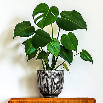 American Plant Exchange Philodendron Monstera Deliciosa Live Plant, 6" Pot, Fruit Producing Indoor Air Purifier