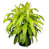 AMERICAN PLANT EXCHANGE Dracena Limelight XL Madagascar Dragon Tree Live Plant, 3 Gallon, Indoor/Outdoor Air Purifier