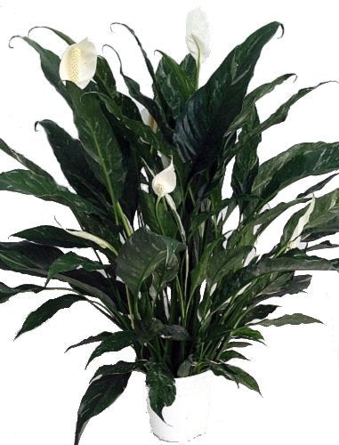 Domino Peace Lily Plant - Spathyphyllium - New - Easy - 6" Pot