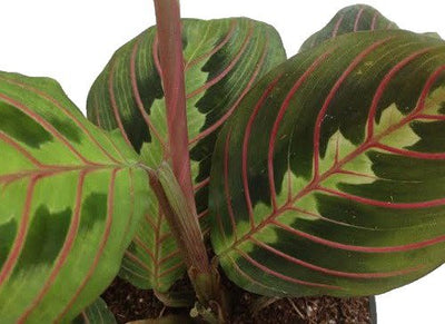 Hirt's Red Prayer Plant - Maranta - Easy to Grow House Plant -4" Pot- Live Plant