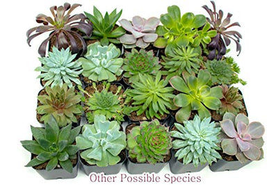 Succulent Plants (5 Pack), Fully Rooted in Planter Pots with Soil - Real Live Potted Succulents / Unique Indoor Cactus Decor by Plants for Pets