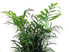 Hirt's Victorian Parlor Palm - Chamaedorea - 6" Pot