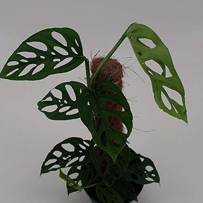 AMERICAN PLANT EXCHANGE Monstera Adansonii Swiss Cheese Totem Pole Live Plant, 6" Pot, Trendy Indoor Air Purifier